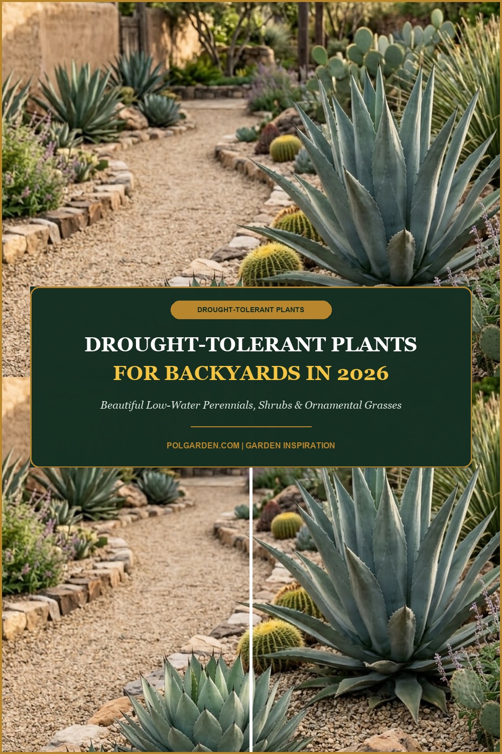 Best Drought-Tolerant Plants for Your Backyard in 2026