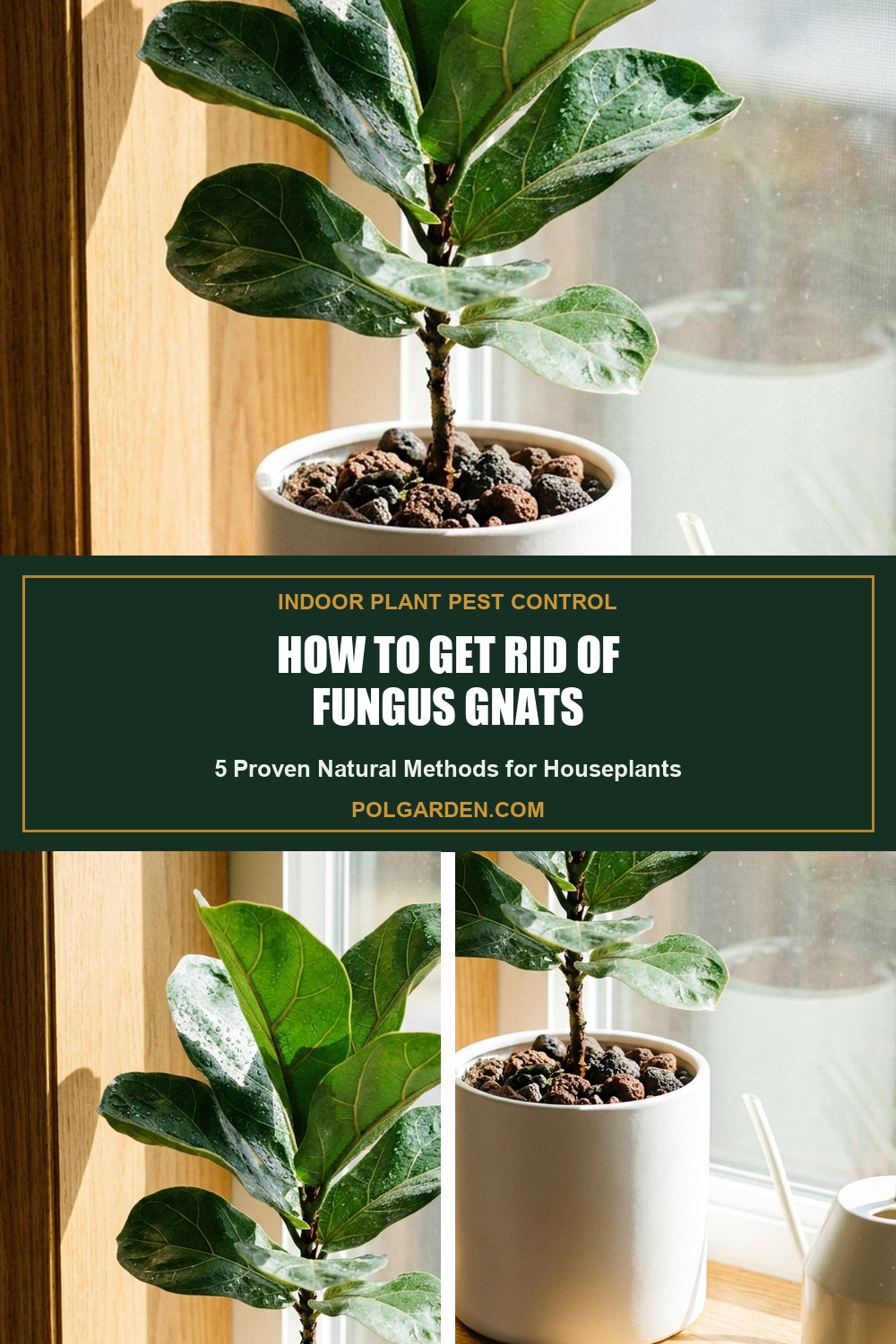 How to Get Rid of Fungus Gnats in Houseplants for Good