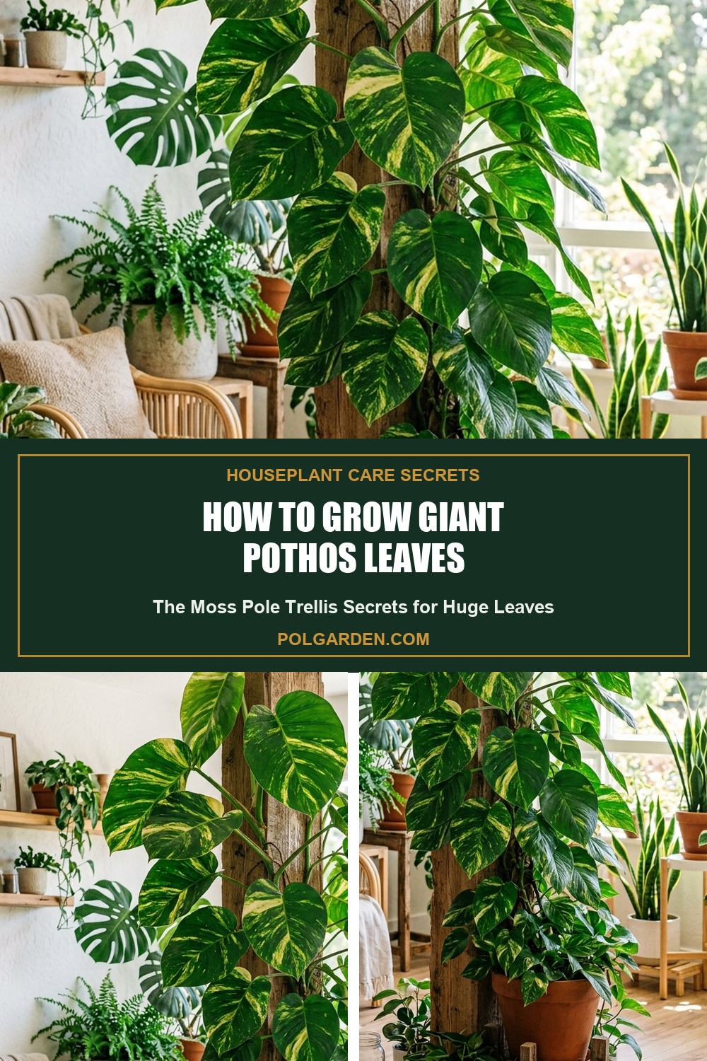 How to Grow Giant Pothos Leaves on a Moss Pole