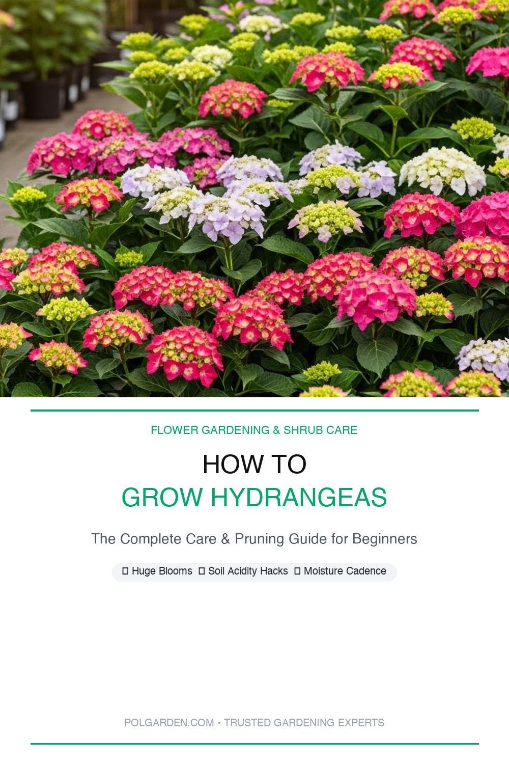 How to Grow Hydrangeas Pinterest Pin Blueprint