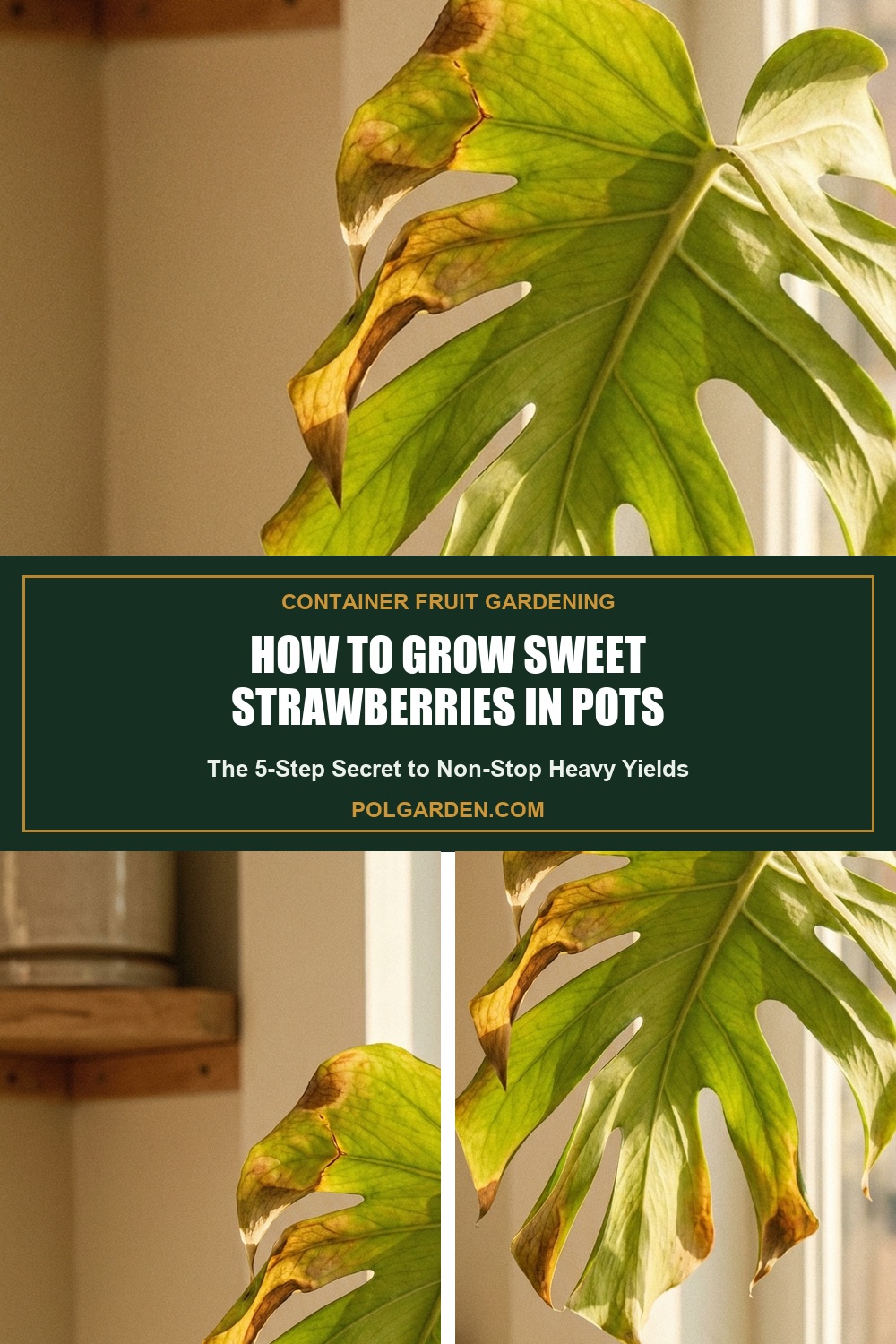 How to Grow Heavy-Yielding Sweet Strawberries in Containers