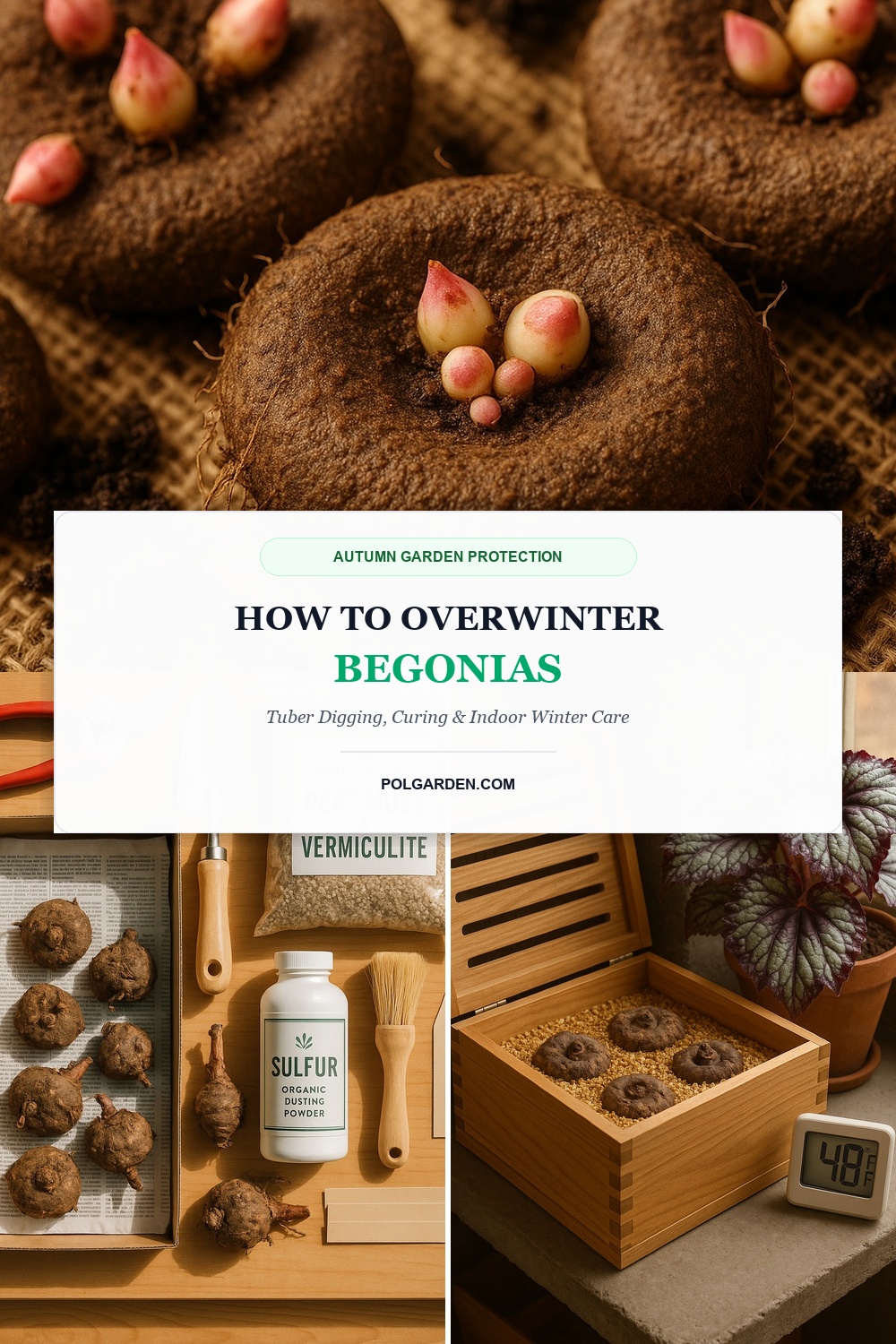 How to Overwinter Begonias Tuber Digging Curing Storage Pinterest Pin Blueprint