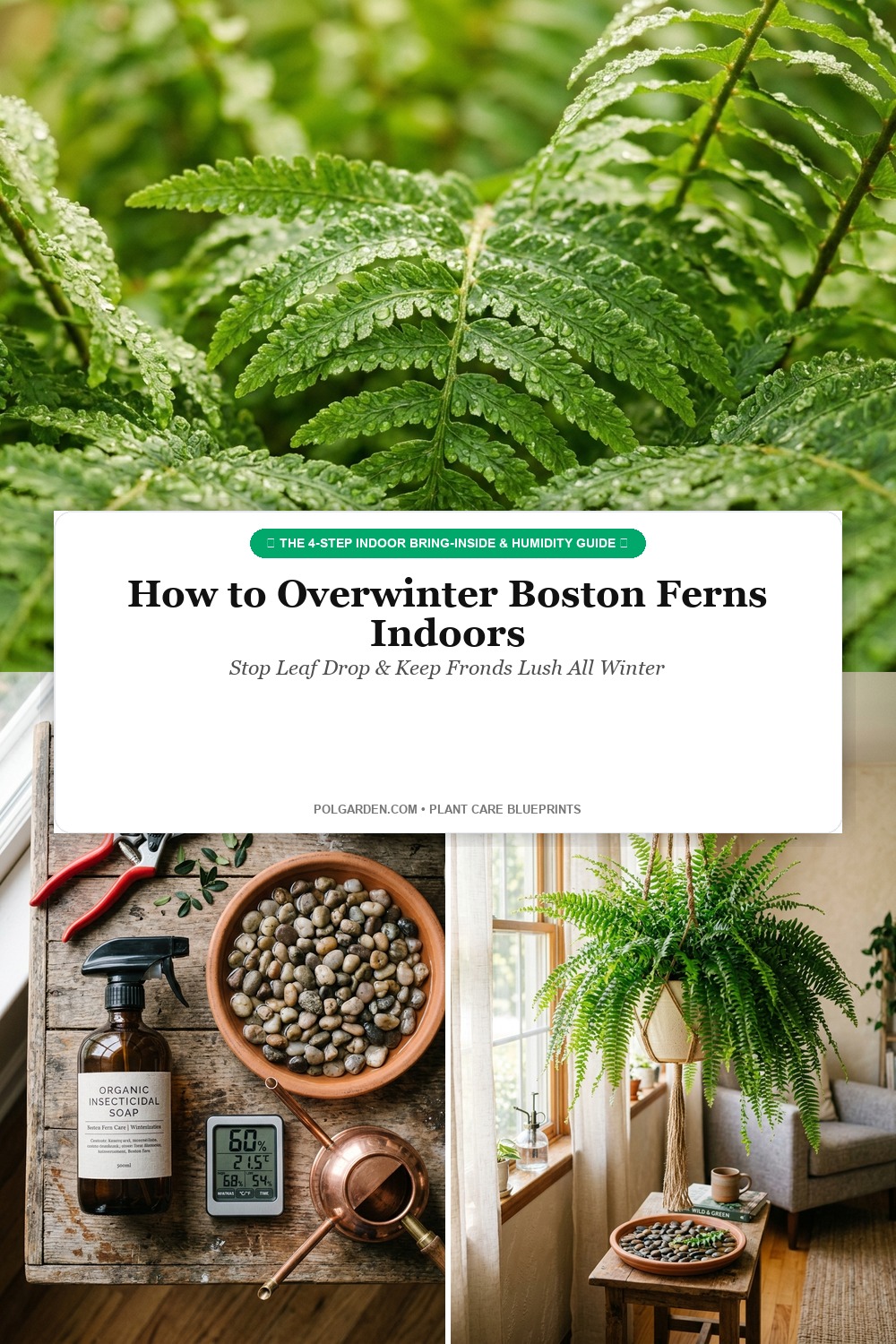 How to Overwinter Boston Ferns Indoors Pinterest Pin Blueprint