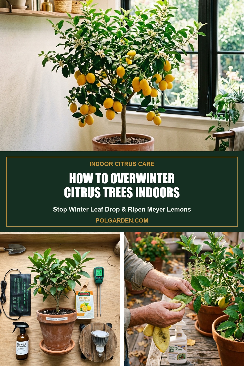 How to Overwinter Citrus Trees Indoors Meyer Lemon Care Pin