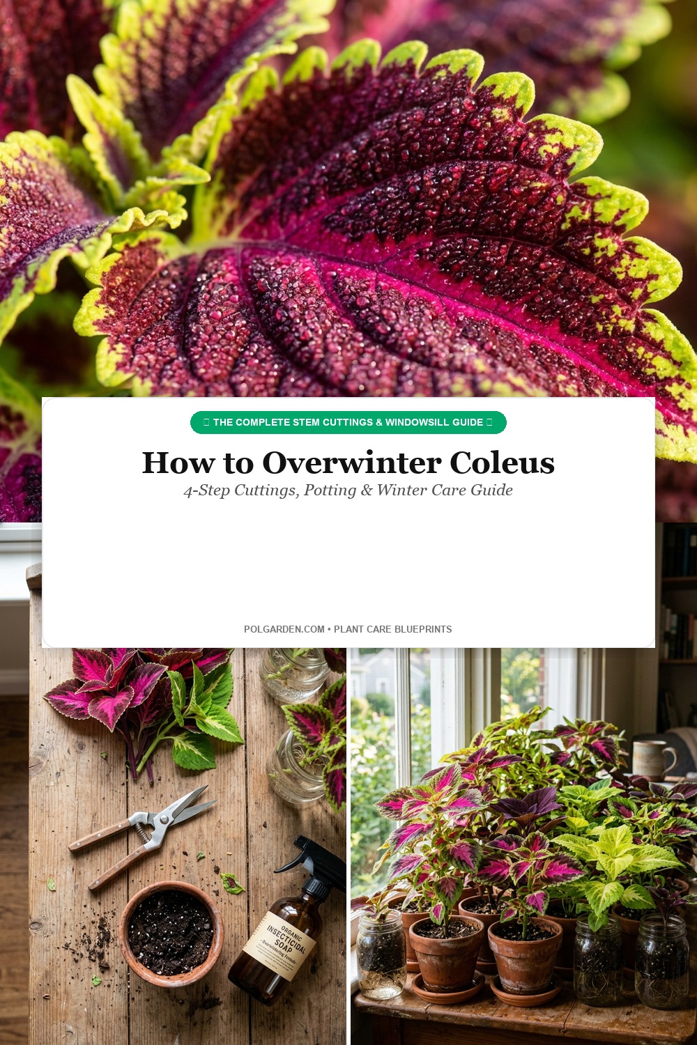How to Overwinter Coleus Cuttings and Winter Care Pinterest Pin Blueprint