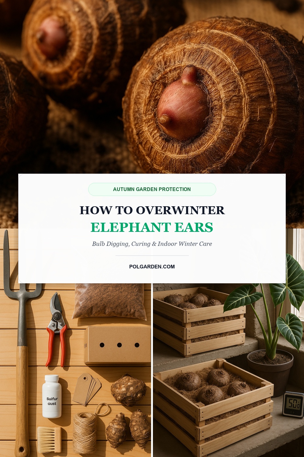 How to Overwinter Elephant Ears Bulb Digging Curing Storage Pinterest Pin Blueprint