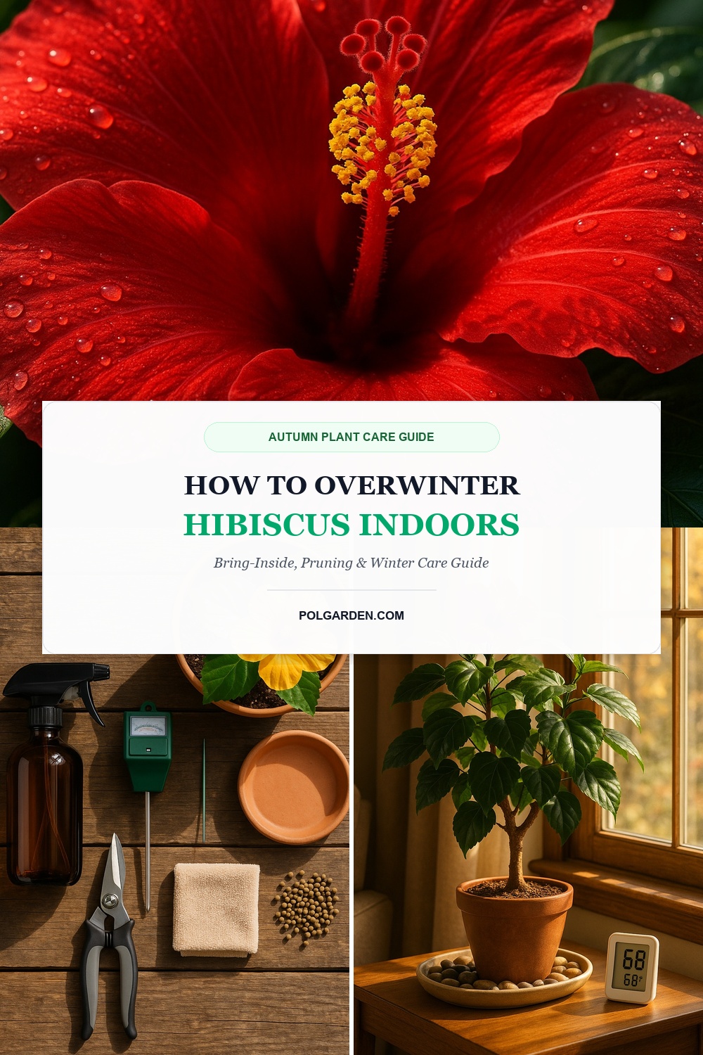How to Overwinter Hibiscus Indoors: 4-Step Care Guide