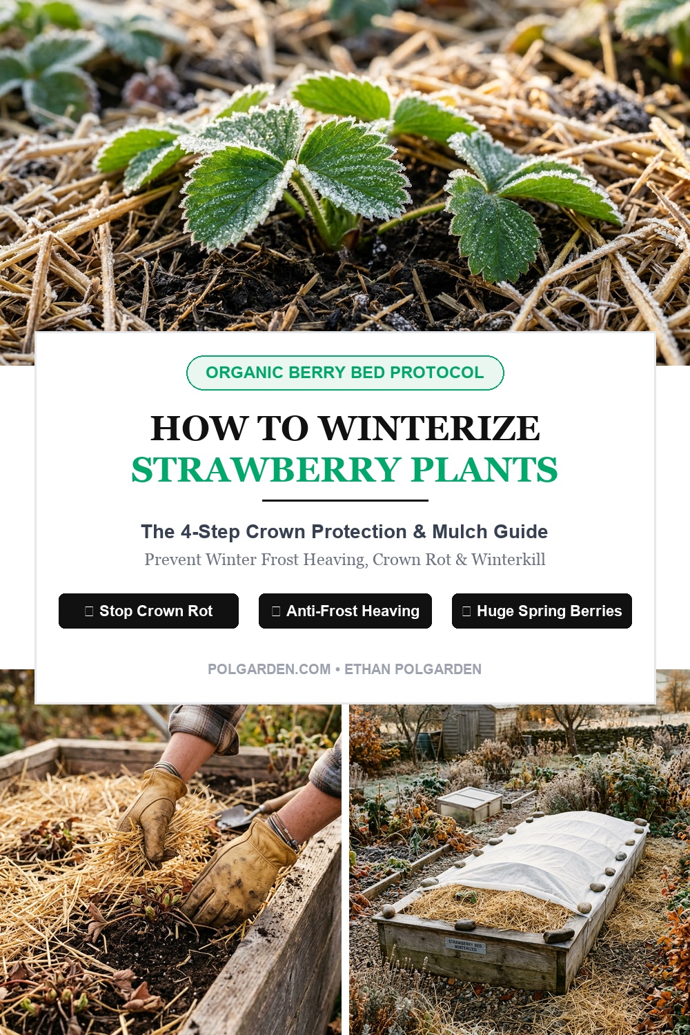 How to Winterize Strawberry Plants Pinterest Pin Blueprint